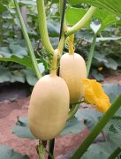 蔬菜種子種植戶客戶點(diǎn)評(píng)-瓜菜價(jià)格不好，太卷了！看一位種植大戶穩(wěn)穩(wěn)賺錢的經(jīng)驗(yàn)…