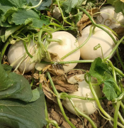 蔬菜種子種植戶客戶點(diǎn)評(píng)-我種植的這個(gè)品種，稱得上“白馬王子”，與大家分享！