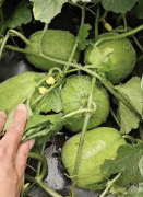 蔬菜種子種植戶客戶點(diǎn)評(píng)-瓜商喜歡、消費(fèi)者喜歡，這個(gè)品種就好銷售！