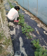 蔬菜種子種植戶客戶點(diǎn)評(píng)-我想要一個(gè)抗高溫又品質(zhì)優(yōu)良的甜瓜品種，終于找到了！