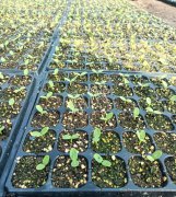 蔬菜種子種植戶客戶點(diǎn)評(píng)-高溫+病毒，雙重暴擊！今年種植這個(gè)品種能賺錢嗎？